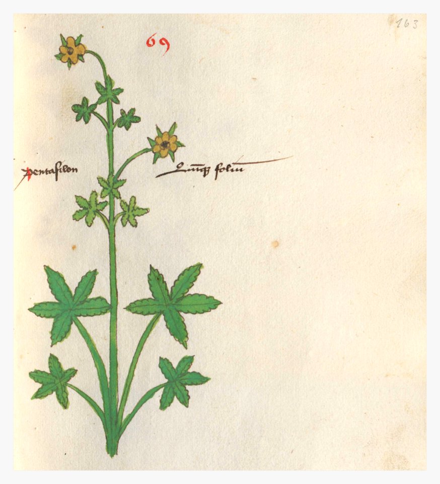 163 Auslasser Potentilla erecta