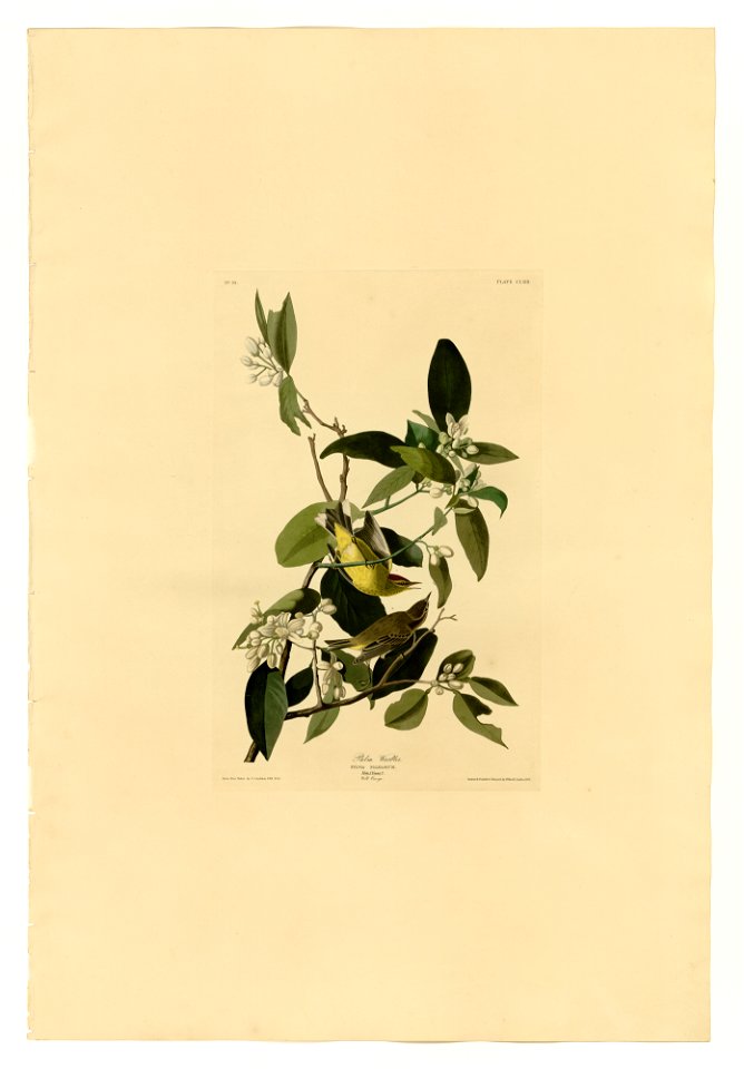 163 Palm Warbler