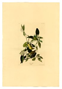 163 Palm Warbler