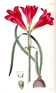1638 Rhodophiala bifida