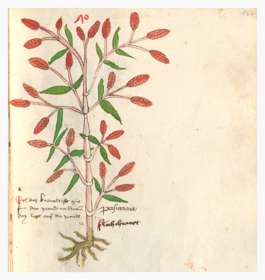 164 Auslasser Polygonum persicaria