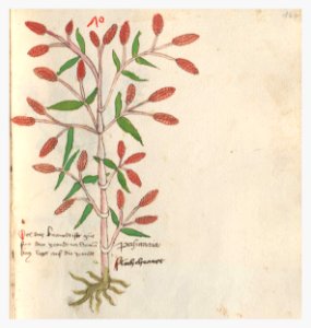 164 Auslasser Polygonum persicaria