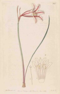 168 Cyrtanthus clavatus