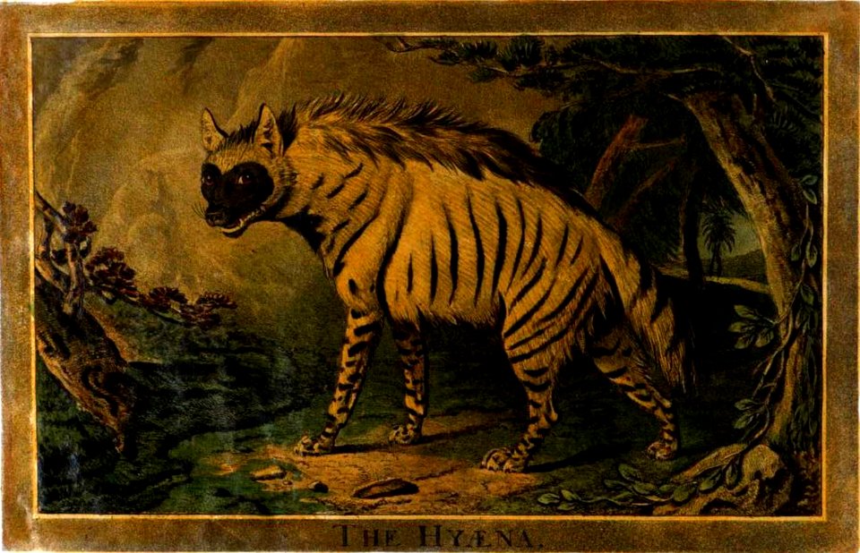 17, Hyaena, Charles Catton's Animals (1788) (cropped)