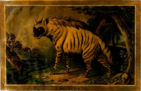 17, Hyaena, Charles Catton's Animals (1788) (cropped)