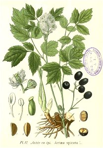 17 Actaea spicata