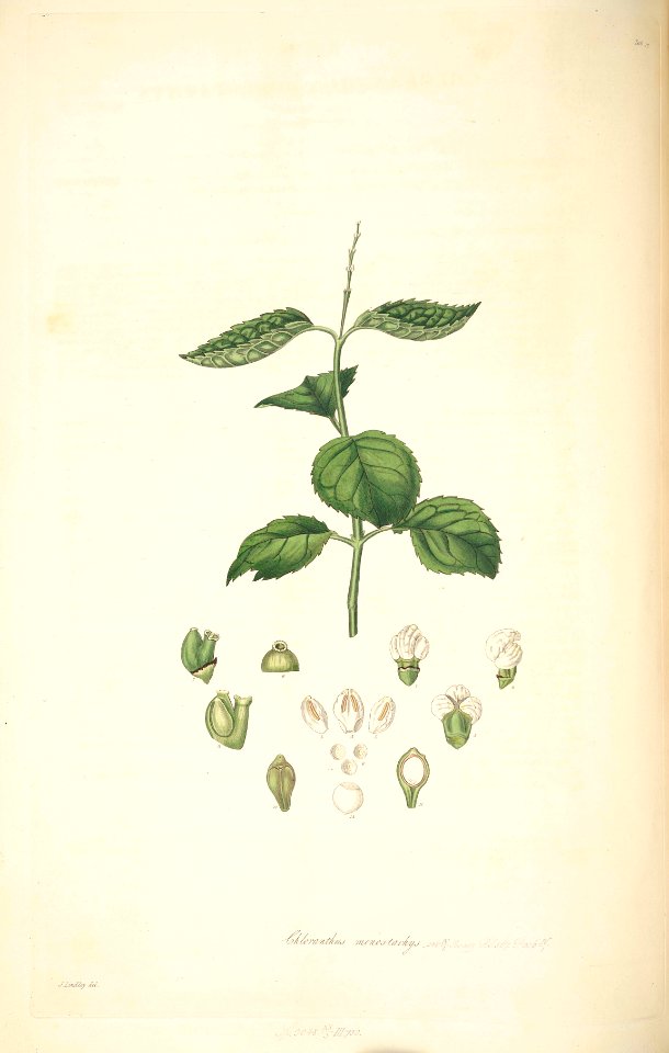 17 Chloranthus monostachys - John Lindley - Collectanea botanica (1821)