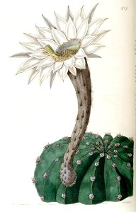 1707 Echinocactus eyriesii