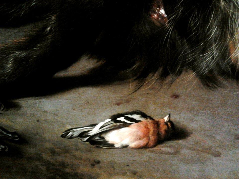 Weenix A dog over a dead boar (detail)