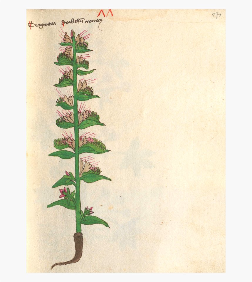 171 Auslasser Echium vulgare