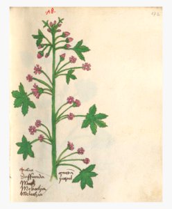 172 Auslasser Malva sylvestris