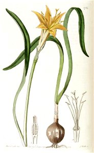 1724 Pyrolirion arvense