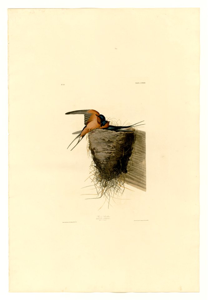 173 Barn Swallow