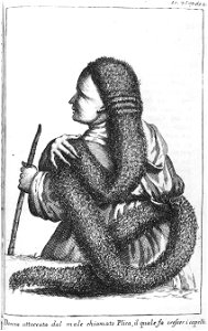 Sartori Plica polonica