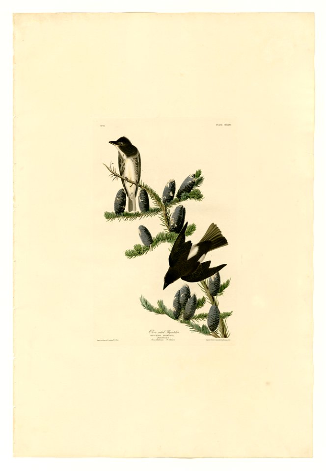 174 Olive sided Flycatcher