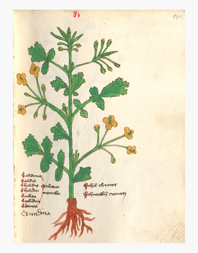 175 Auslasser Chelidonium majus