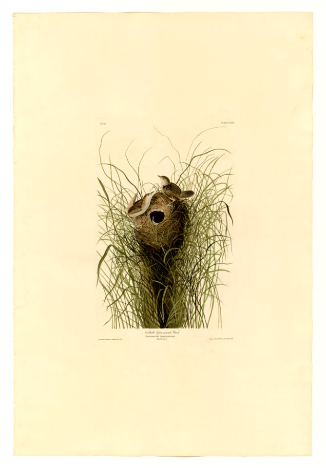 175 Nuttall's lesser-marsh Wren