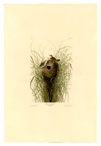 175 Nuttall's lesser-marsh Wren