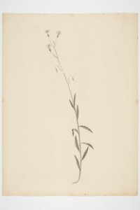 Wahlenbergia communis (48753626241)