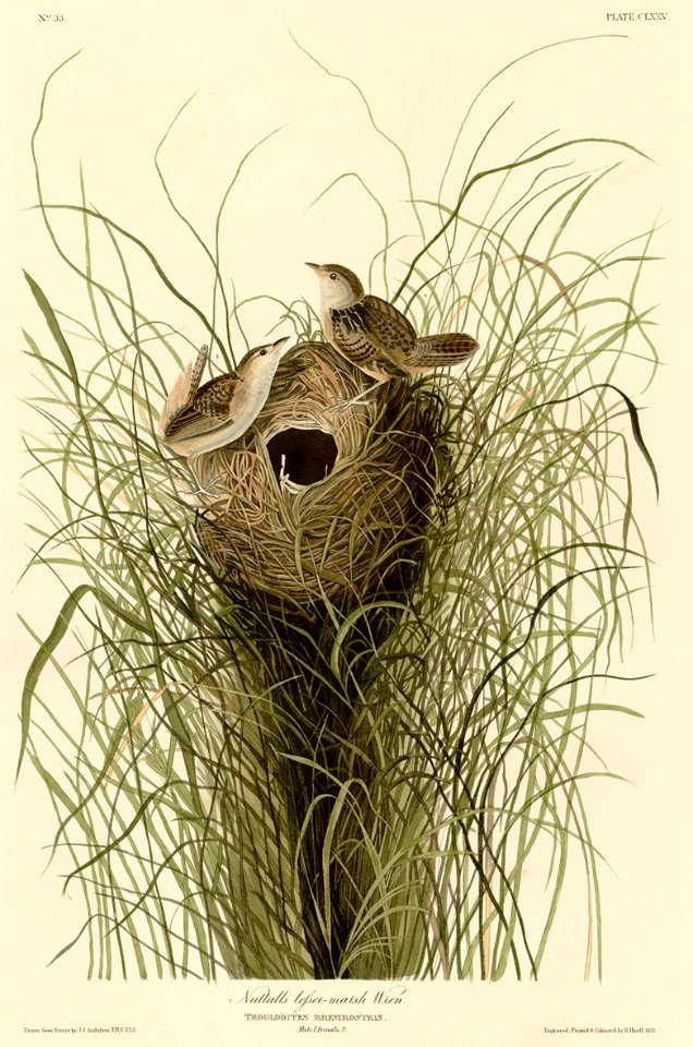 175 Nuttall's lesser-marsh Wren cropped
