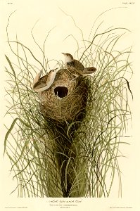 175 Nuttall's lesser-marsh Wren cropped