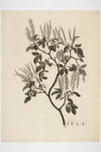 Weinmannia sylvicola (48752717063)