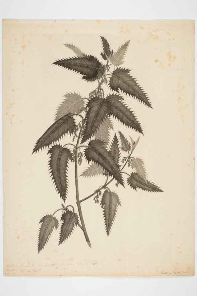 Urtica ferox (48753030038)
