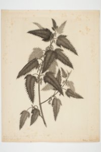 Urtica ferox (48753030038)