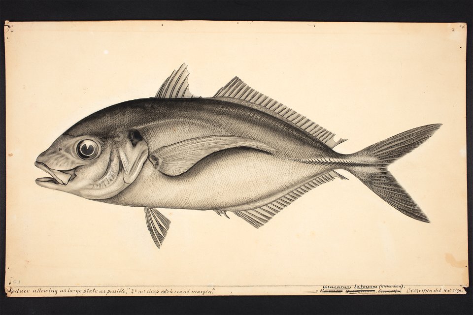 Usacaranx lutescens (Richardson). (48753189373)