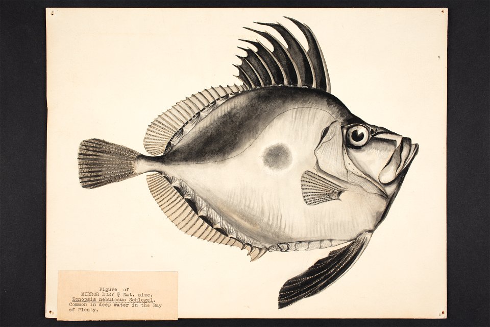 Zenopsis nebulosus Schlegel. (48753876982)