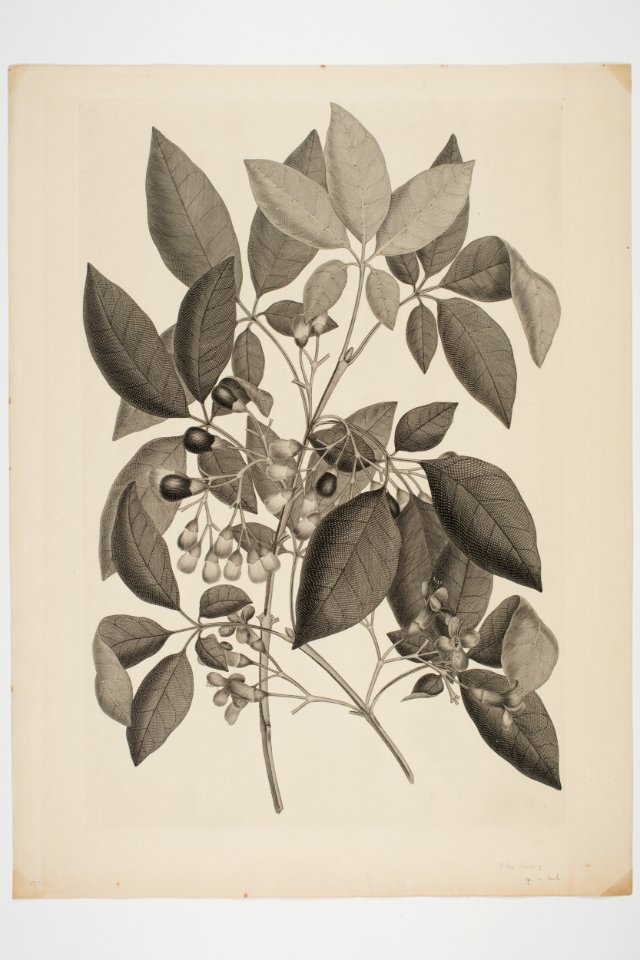 Vitex lucens (48753881107)