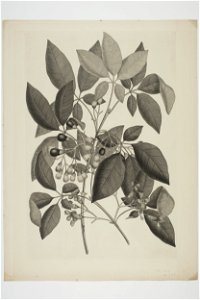 Vitex lucens (48753881107)