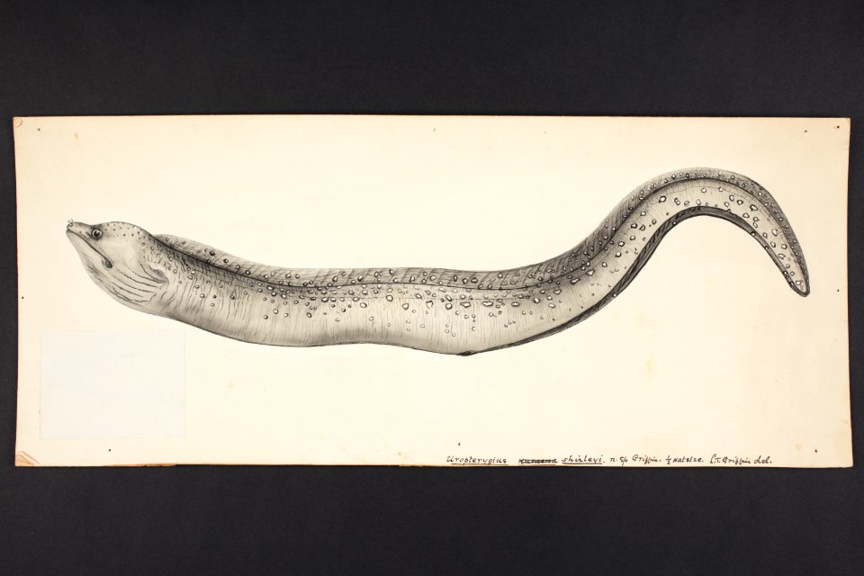 Uropterygius shirleyi n. sp. Griffin. (48752809566)