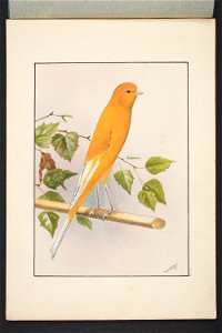 Wing marked yellow Yorkshire canary (48753394176)