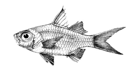Ambassis urotaenia Ford 15