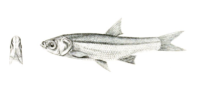 Amblypharyngodon melettinus Achilles 134