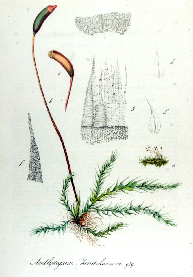 Amblystegium Juratzkanum — Flora Batava — Volume v12