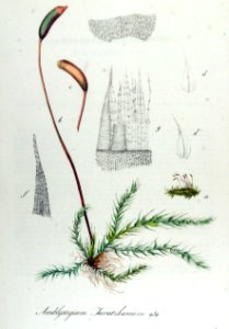Amblystegium Juratzkanum — Flora Batava — Volume v12