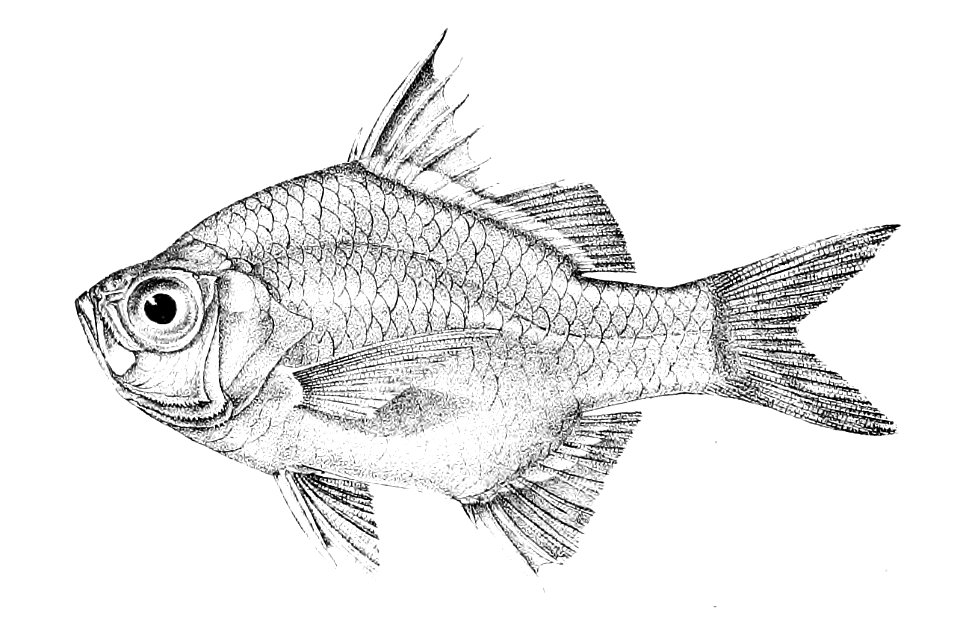 Ambassis nalua Ford 15