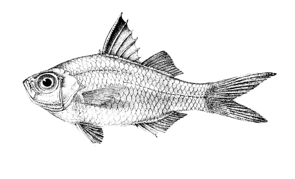 Ambassis gymnocephalus Ford 15