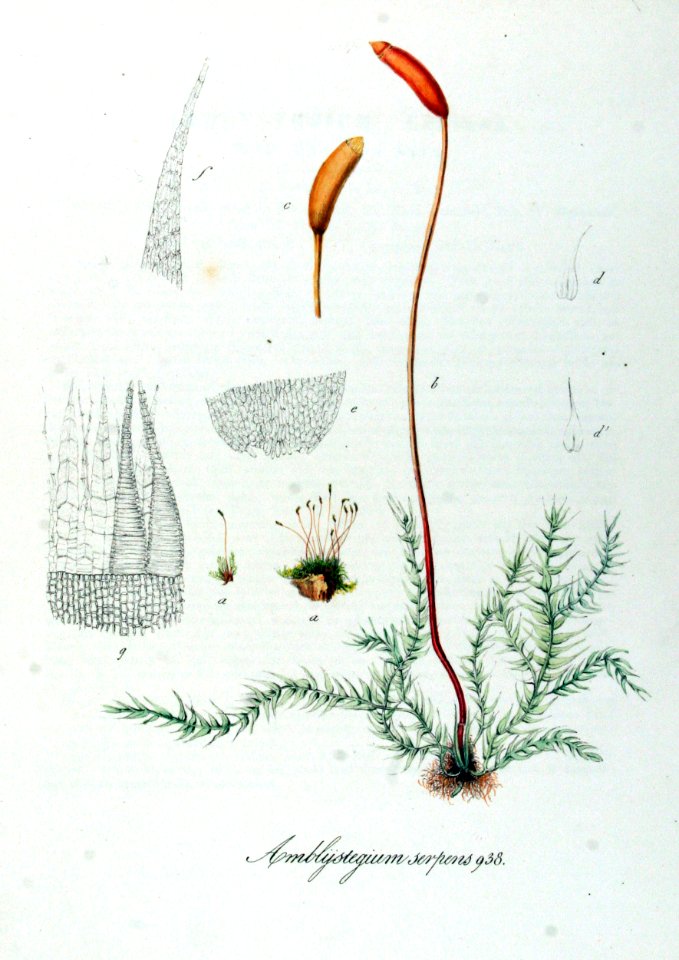 Amblystegium serpens — Flora Batava — Volume v12