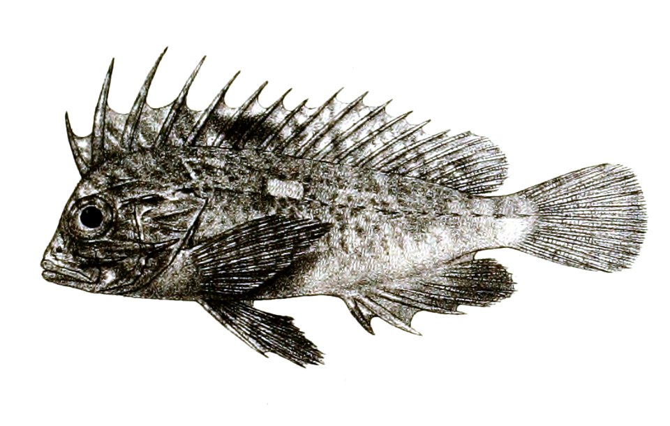 Amblyapistus longispinis Ford 38