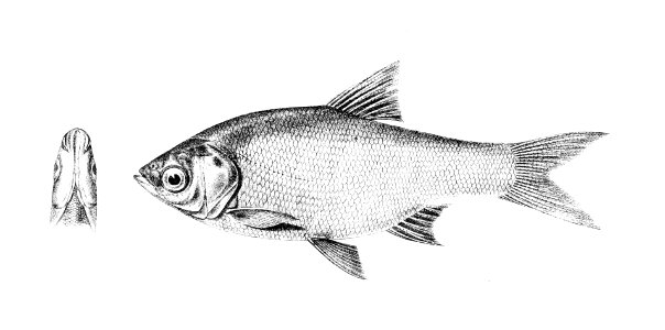 Amblypharyngodon atkinsonii Achilles 134