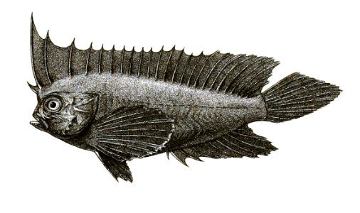 Amblyapistus macracanthus Ford 38