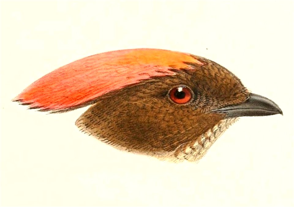 Amblyornis subalaris 1896
