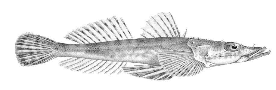 Ambiserrula jugosa