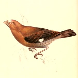 Amblyospiza albifrons 1838