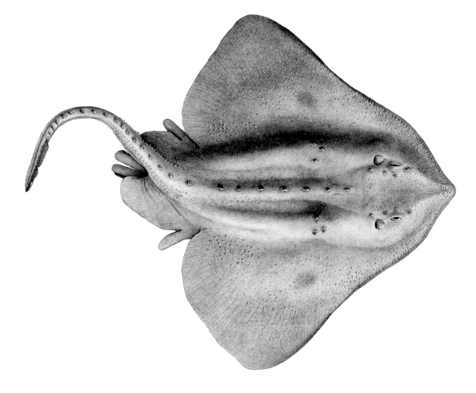 Amblyraja hyperborea1