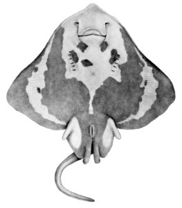 Amblyraja hyperborea3