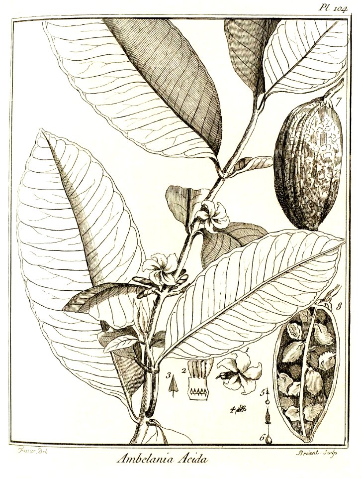 Ambelania acida Aublet 1775 pl 104